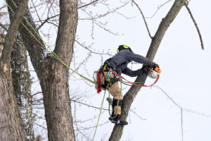 tree-trimming services in Coral Springs and Miramar.