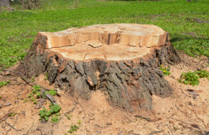 stump grinding services in Oakland Park and Cooper City